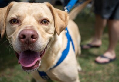 Punto de castración itinerante en Valentín Alsina