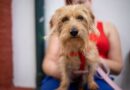 Salud animal: nuevo operativo de castración gratuita en Lanús Oeste