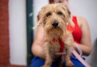 Salud animal: nuevo operativo de castración gratuita en Lanús Oeste