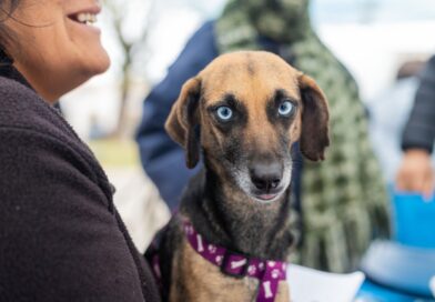 Lanús Gobierno sigue con el Punto de Castración Itinerante en Lanús Oeste
