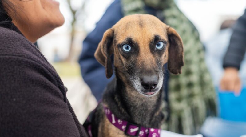 Lanús Gobierno sigue con el Punto de Castración Itinerante en Lanús Oeste