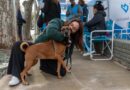 Quirófano Móvil En El Parque Municipal General San Martín