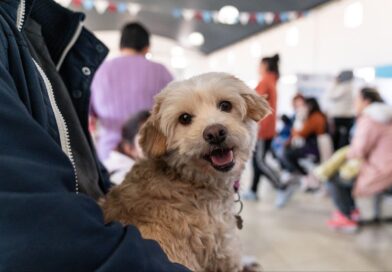 Cuidado y tenencia responsable de mascotas: quirófano móvil en el Parque Central las Colonias