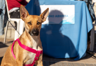 Cuidado animal en Gerli: Lanús Gobierno abre la inscripción para un nuevo Punto de Castración Itinerante